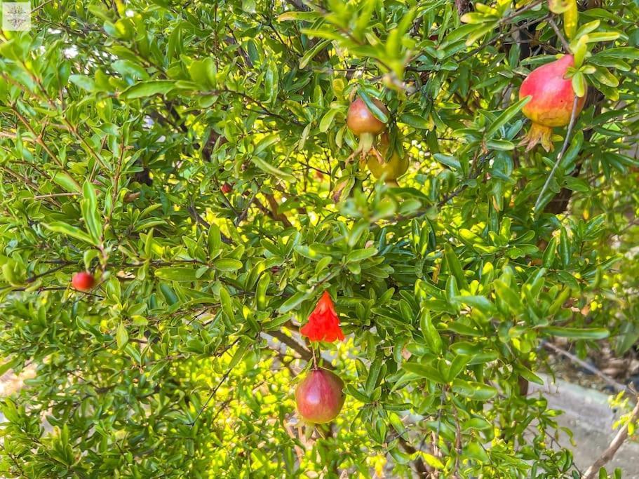 Finca Tierra Sana Estepona Luaran gambar